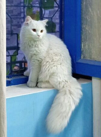 Pet