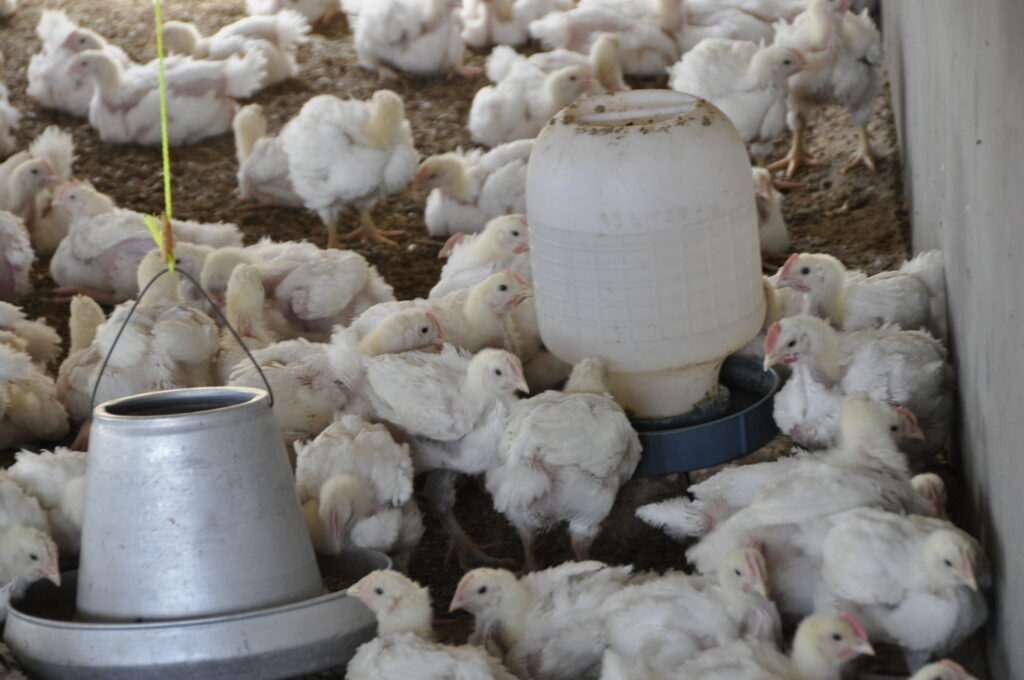 Poultry Birds Brooding