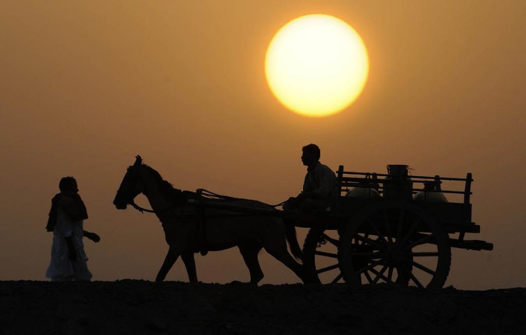 Livestock -Sunset 21june12.