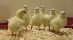 Poultry chicks