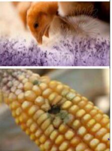 Aflatoxin
