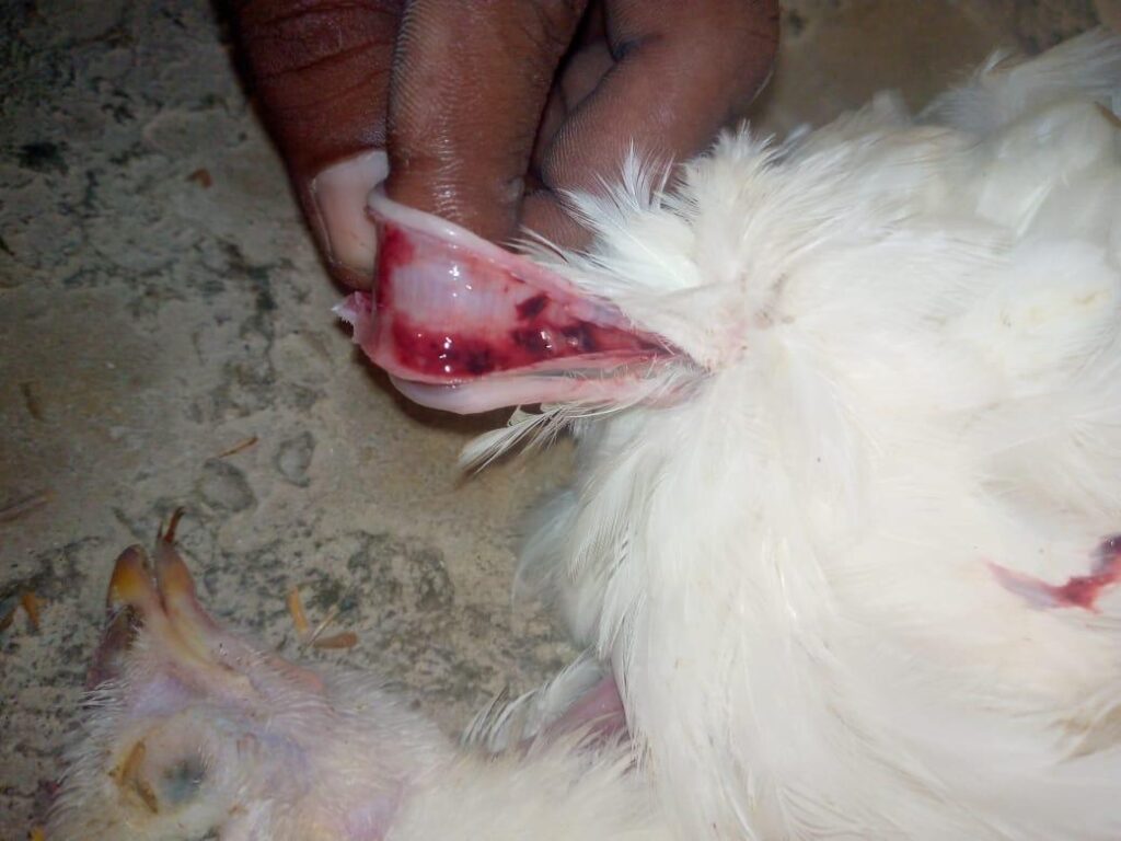 poultry diseases