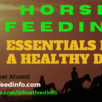 Horse Equine Feeding