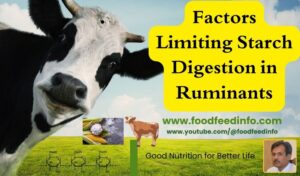 Starch digestion in cow