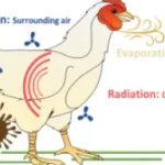 DEb, heat and Poultry birds